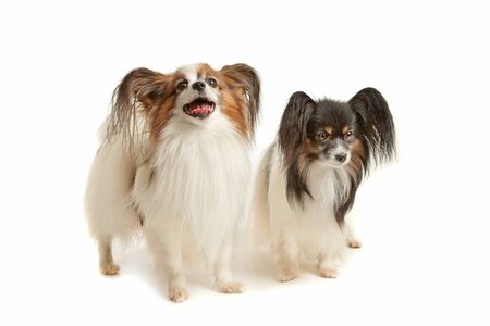 two Papillon dogs in front of a white backgroundの写真素材