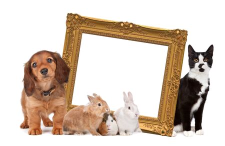 group of pets standing around a golden picture frame in front of a white backgroundの写真素材