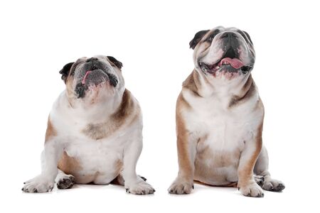 two English bulldogs in front of a white backgroundの写真素材