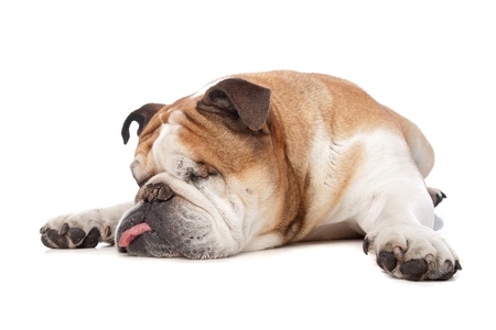 English bulldog in front of a white backgroundの写真素材