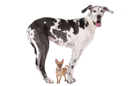 Great Dane HARLEQUIN and a chihuahua in front of a white backgroundの写真素材
