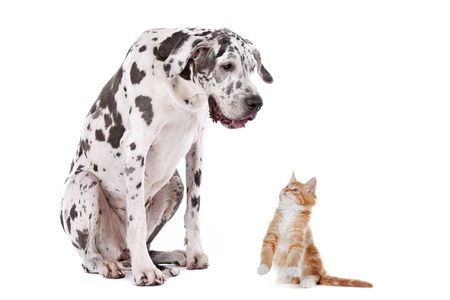 A dog and a cat in front of a white backgroundの写真素材