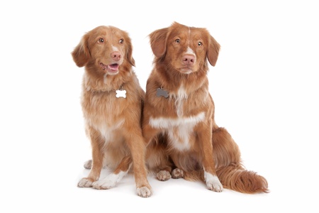 two Nova Scotia Duck Tolling Retriever dogs in front of a white background