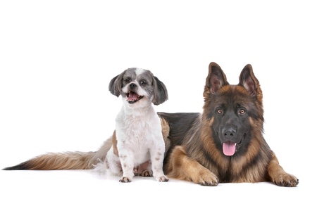 German shepherd and a mixed breed dog in front of a white background