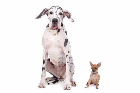 great dane harlequin and a Chihuahua in front of a white backgroundの写真素材