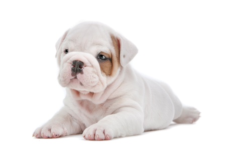 English Bulldog puppy in front of a white backgroundの写真素材