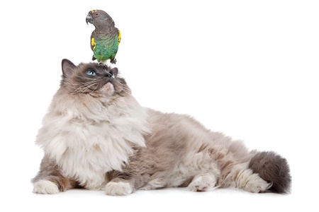 A parrot sitting on a cats head in front of a white backgroundの写真素材