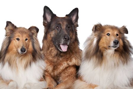 Two Rough Collie dogs and a German Shepherd in front of white backgroundの写真素材