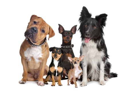 group of five dogs sitting in front of a white backgroundの写真素材