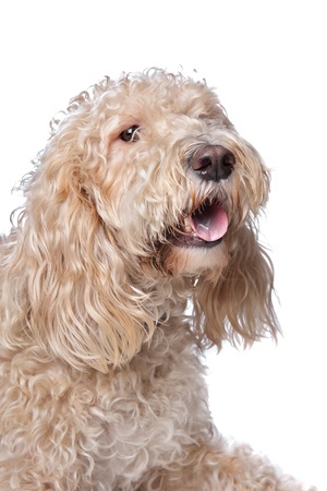 mixed breed dog,Basset Griffon and poodle,in front of a white backgroundの写真素材