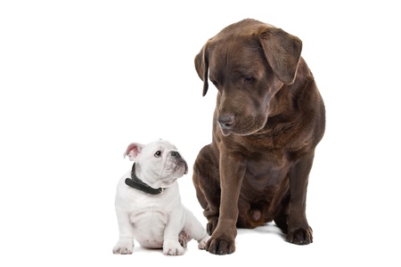 French bulldog puppy and Chocolate labrador in front of a white backgroundの写真素材