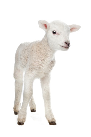 Few days old Lamb standing in front of a white backgroundの写真素材