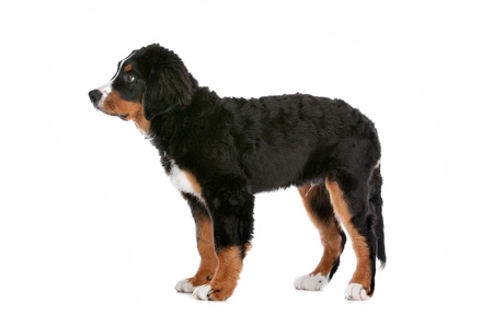 Bernese Mountain Dog puppy in front of a white backgroundの写真素材