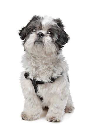Shih Tzu in front of a white backgroundの写真素材