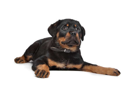rottweiler puppy in front of a white backgroundの写真素材