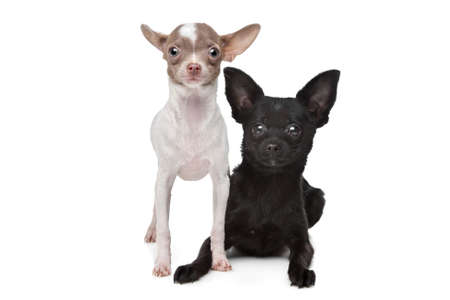 Two Chihuahuas in front of a white backgroundの写真素材