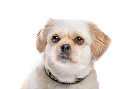 mixed breed dog in front of a white backgroundの写真素材