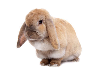 Young brown rabbit in front of a white backgroundの写真素材