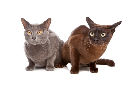 two Burmese cats in front of a white backgroundの写真素材