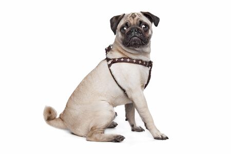 Pug dog in front of a white backgroundの写真素材