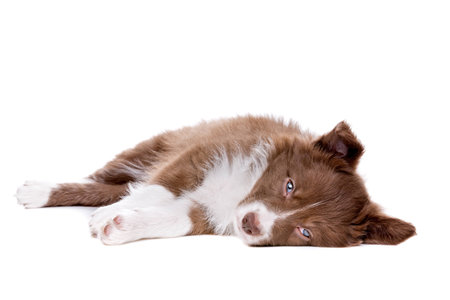 Border Collie puppy dog in front of a white backgroundの写真素材