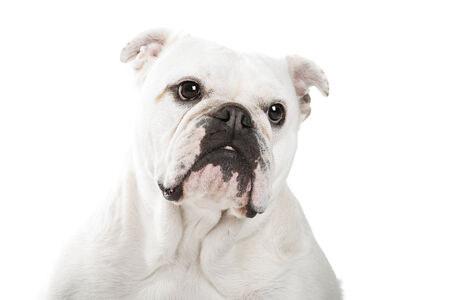 White English Bulldog in front of a white backgroundの写真素材