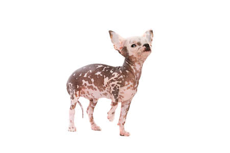 Chinese crested dog puppy in front of a white background
