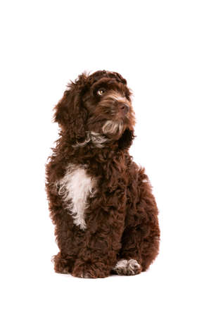 Chocolate Cockapoo puppy dog in front of a white backgroundの写真素材