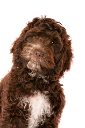 Chocolate Cockapoo puppy dog in front of a white backgroundの写真素材