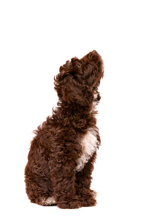 Chocolate Cockapoo puppy dog in front of a white backgroundの写真素材