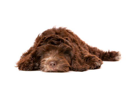 Chocolate Cockapoo puppy dog in front of a white backgroundの写真素材