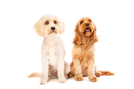 white mixed breed dog and a brown cockapoo dog in front of a white background