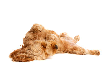 brown cockapoo dog in front of a white backgroundの写真素材