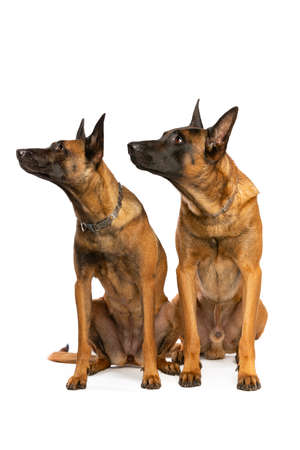 Belgian Malinois dog in front of a white backgroundの写真素材
