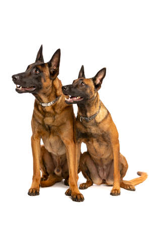 Belgian Malinois dog in front of a white backgroundの写真素材