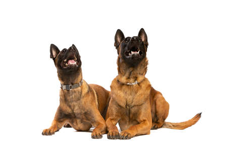 Two Belgian Malinois dogs in front of a white backgroundの写真素材