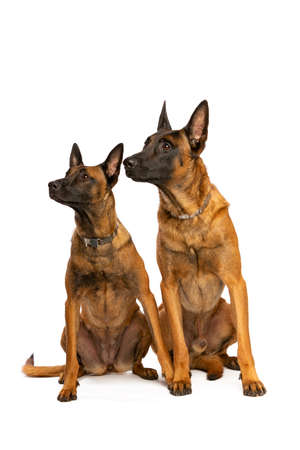 Two Belgian Malinois dogs in front of a white backgroundの写真素材