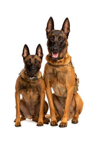 Two Belgian Malinois dogs in front of a white backgroundの写真素材