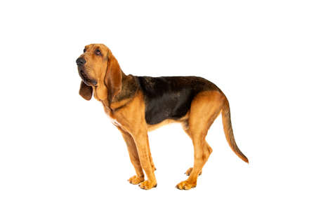 Bloodhound isolated on whiteの写真素材