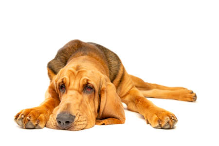 Bloodhound isolated on whiteの写真素材