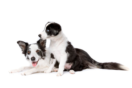 Border collie dog and puppy dog in front of a white backgroundの写真素材