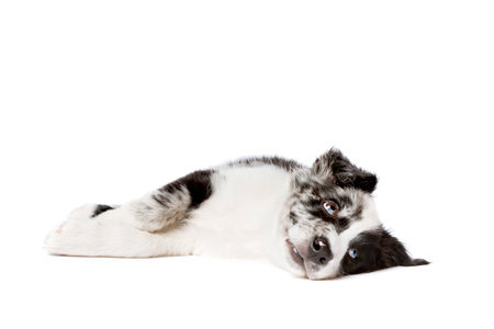 Border collie dog in front of a white backgroundの写真素材