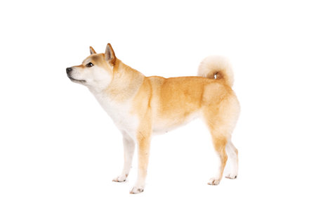 Shiba Inu Japanese breed dog in front of a white backgroundの写真素材