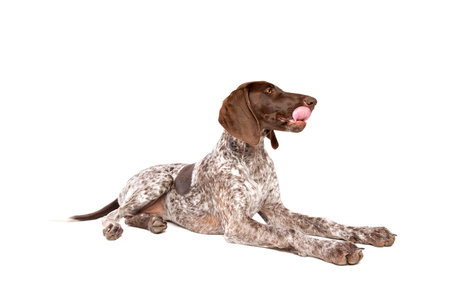 German Short haired Pointer puppy in front of a white background
