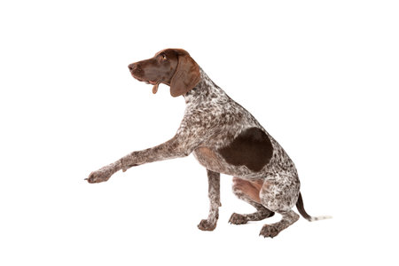 German Short haired Pointer puppy in front of a white background