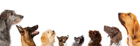 group of eight dogs looking up, portrait in profile.isolated on a white backgroundの写真素材
