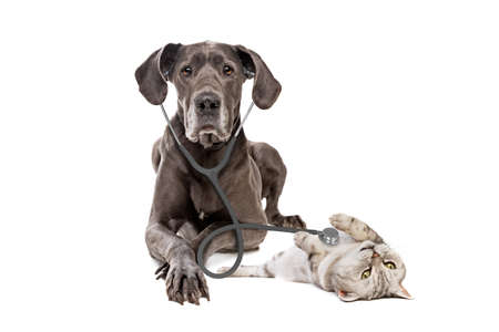 Great Dane dog using a stethoscope on a cat isolated on white background. big dog on reception at veterinary doctor in vet clinic. Pet health care and animals conceptの写真素材