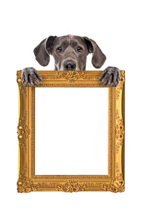 Great Dane dog holding an empty golden frame in front of a white backgroundの写真素材