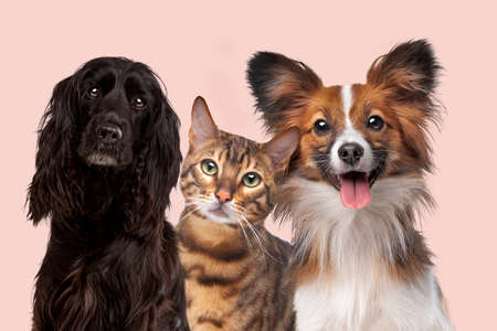 two dogs and one cat in front of a soft pink backgroundの写真素材