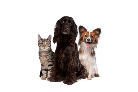two dogs and one tabby cat sitting in front of a white background. all looking at camera